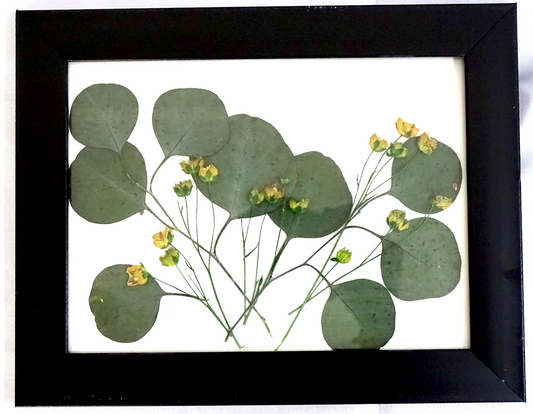 Wall Art Frames with Real Preserved Flowers